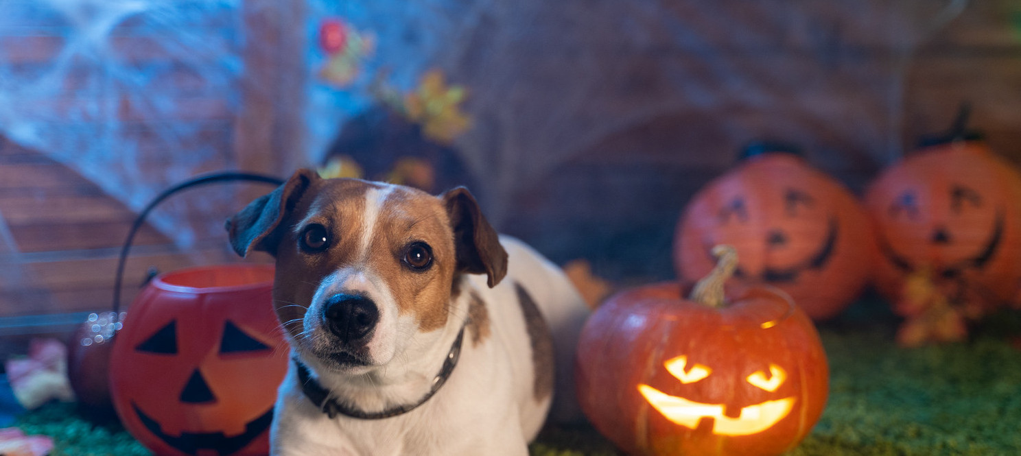 Have a safe and happy halloween with dogs A dog lies attentively on grass, surrounded by lit jack-o'-lanterns and Halloween decorations, with cobwebs adorning the wooden backdrop.