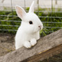 A small white rabbit stands with its front paws on a wooden plank, surrounded by green grass and enclosed by wire fencing.