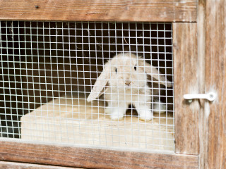 rabbits and fireworks Rbbit in a hutch for Vets Now article on scared rabbits and fireworks