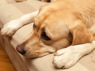 How to calm your dog during fireworks Image of a worried Labrador for Vets Now article on how to calm your dog during fireworks