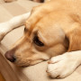 A light brown dog resting its head on its paws, lying on a beige couch in a warmly lit room.