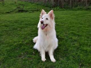 A fluffy white dog sits with its tongue out in a grassy field, bordered by a wire fence and trees in the background.