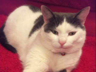 A chubby white and gray cat lounges on a red blanket, looking relaxed and slightly aloof, with a small bell collar around its neck.
