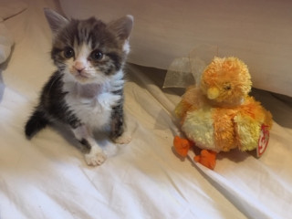 A small kitten sits on a white bed beside a yellow plush chick toy with a visible “Ty” tag.