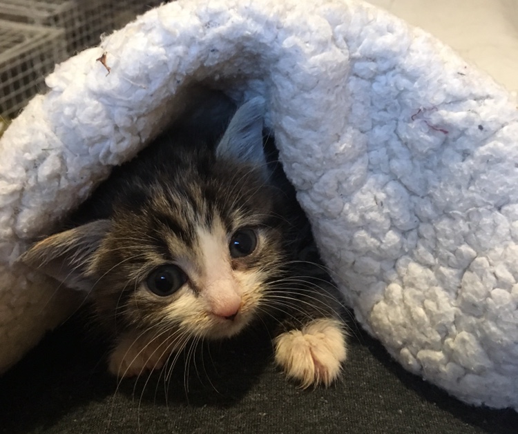 A small kitten peeks out from beneath a fluffy, white blanket in a cozy setting, with wide eyes and playful posture.