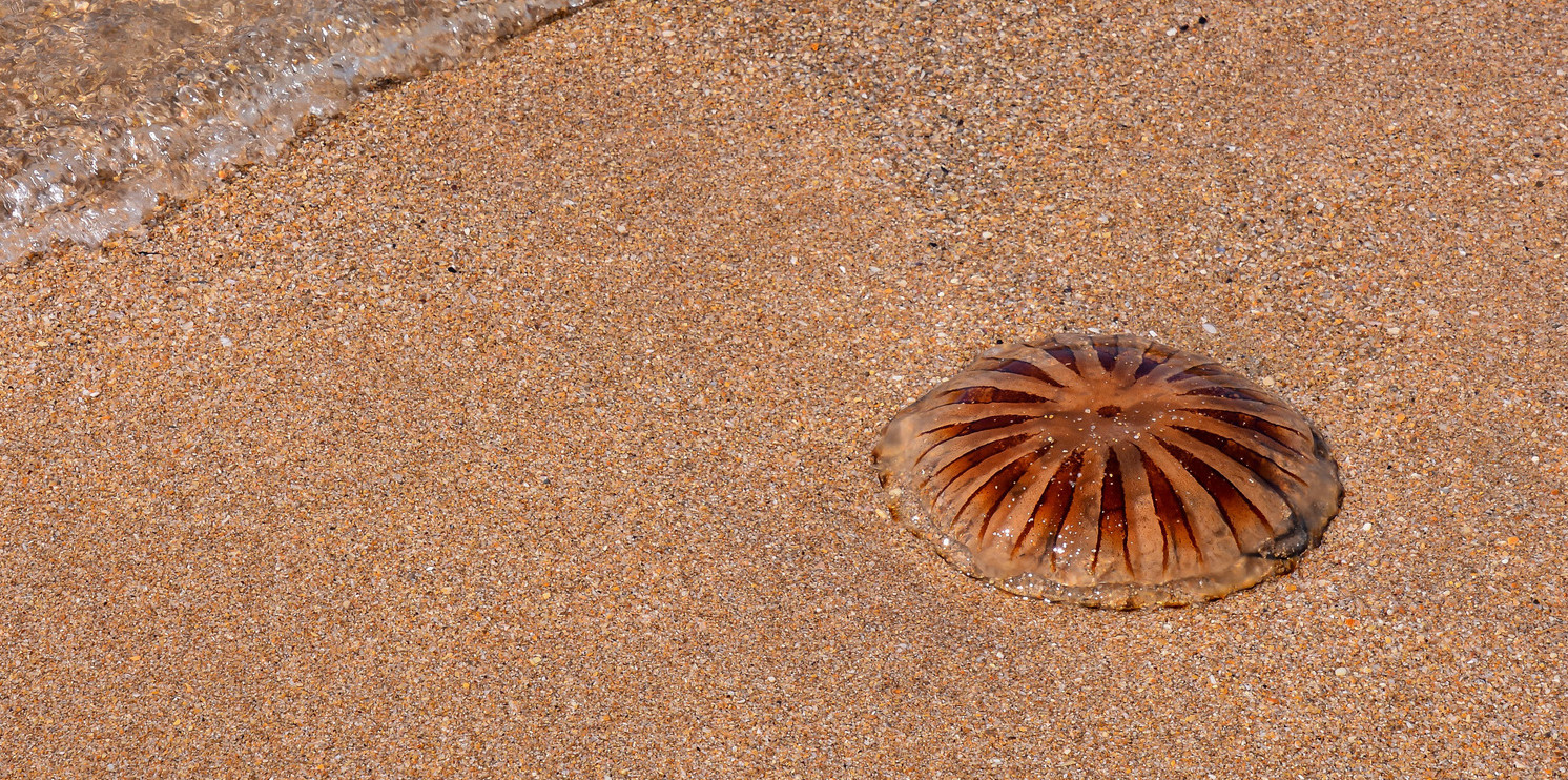 A jellyfish rests on sandy beach near gently lapping wave, showcasing its translucent, brown-striped body amidst golden grains of sand.