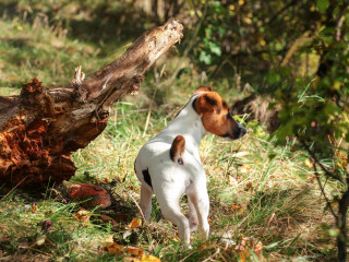 can dogs eat mushrooms from store