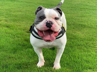A bulldog wearing a harness stands happily on lush, green grass.