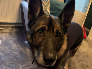 A German Shepherd dog stands alert on a carpeted floor in a cozy room with a couch, radiator, and cushion.