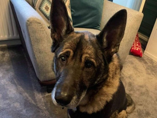 A German Shepherd sits attentively on a carpeted floor, next to a gray armchair with patterned cushions, in a cozy living room setting.
