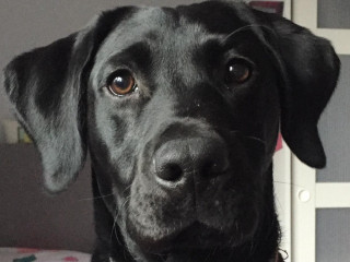 can dogs eat christmas pudding