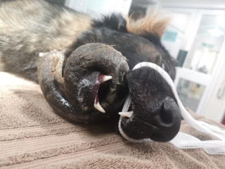 A dog lying with its mouth open, restrained by a white bandage, on a brown textured towel in a bright, clinical setting.