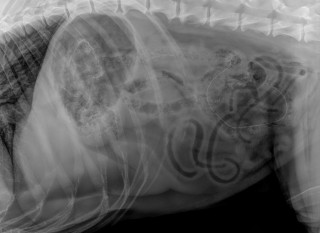 X-ray displays an animal's ribcage and spine with visible digestive tract loops, suggesting a medical examination setting.