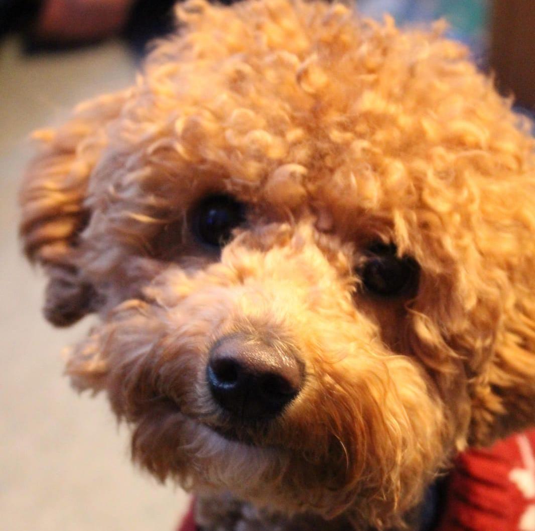 Can Salt Make Dogs Sick