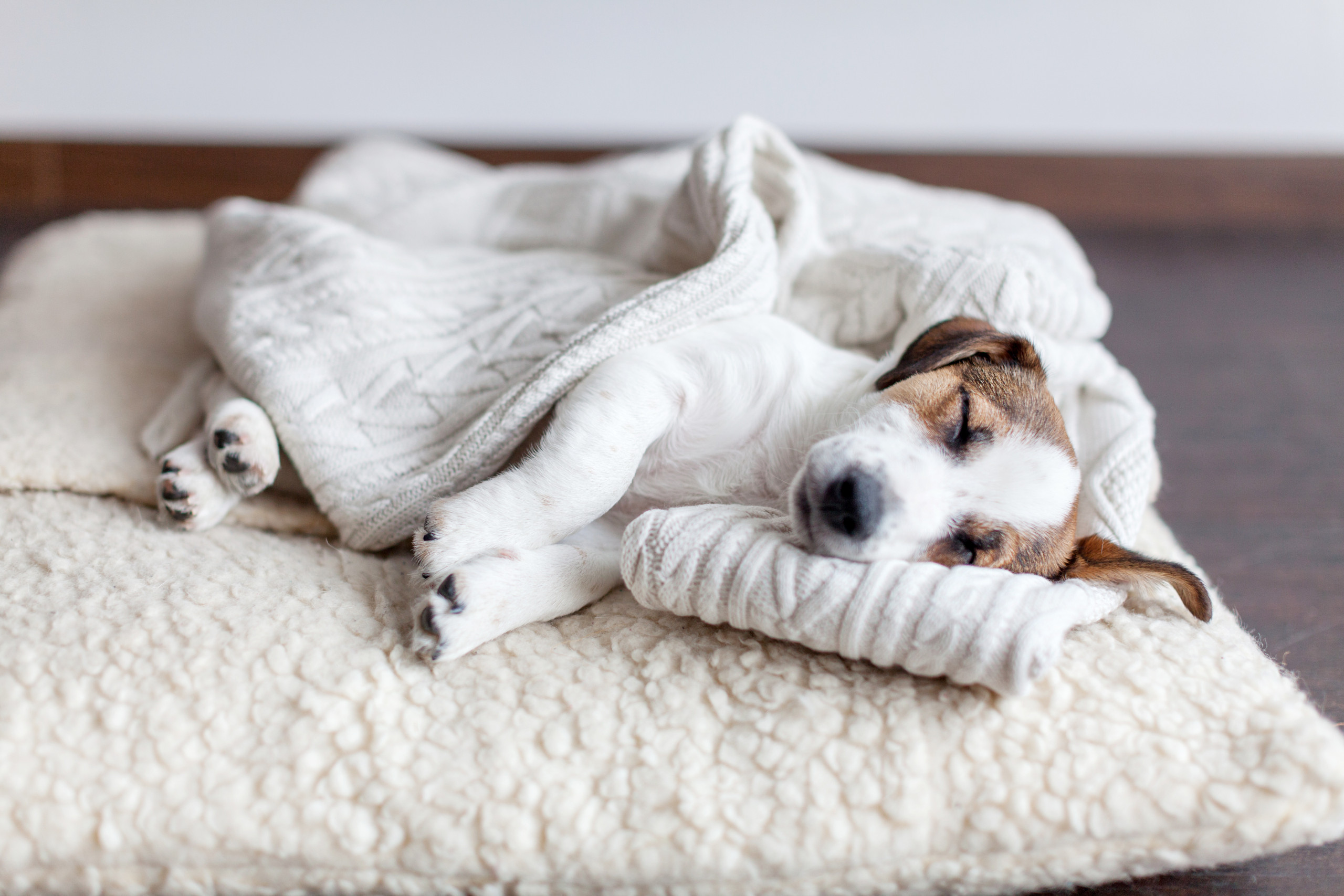 Gastroenteritis In Dogs Vets Now