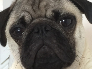 A pug stares directly at the camera, with a close-up view of its face. The background is a neutral, indoor setting.