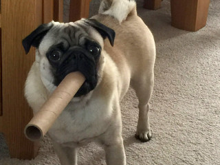 A pug holds a cardboard tube in its mouth, standing on a carpeted floor near wooden furniture.