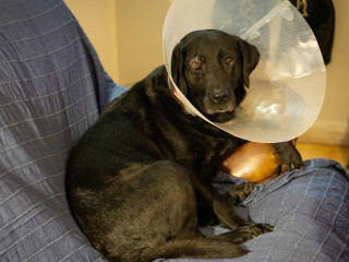 A black dog with a plastic cone around its neck rests on a blue-covered couch in a room with wooden flooring.
