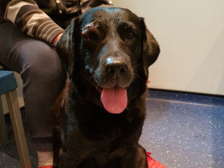 A black dog with tongue out sits on a floor next to a person wearing a striped sleeve, suggesting a waiting room environment.