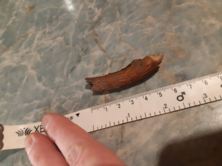 A small piece of wood lies on a marbled surface beside a measuring tape, displayed next to a hand, indicating size. The tape reads from 1 to 8 centimeters.