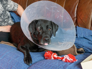 A black dog with an eye injury wears a protective cone and lies on a blue couch next to a red and white rope toy, with a person seated beside it.