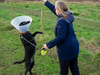 A black dog with a plastic cone stands on hind legs, reaching towards a person holding a leash in a grassy fenced field.