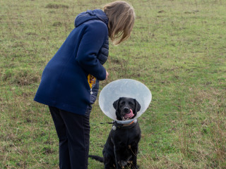 Dog wearing a cone sits while a person bends down beside it, in a grassy field. The dog’s tongue is out, and the person wears a blue coat.