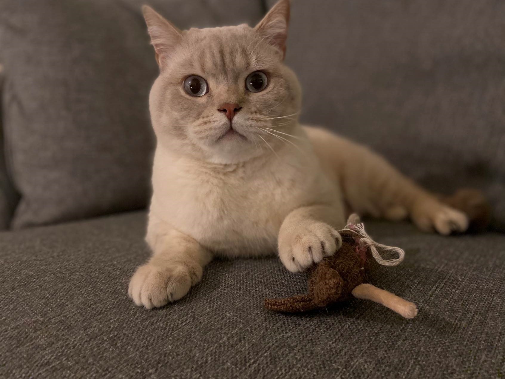 A light-colored cat lies on a gray sofa, holding a small brown toy with its paw. Its wide eyes give an alert expression, and the room appears cozy and softly lit.
