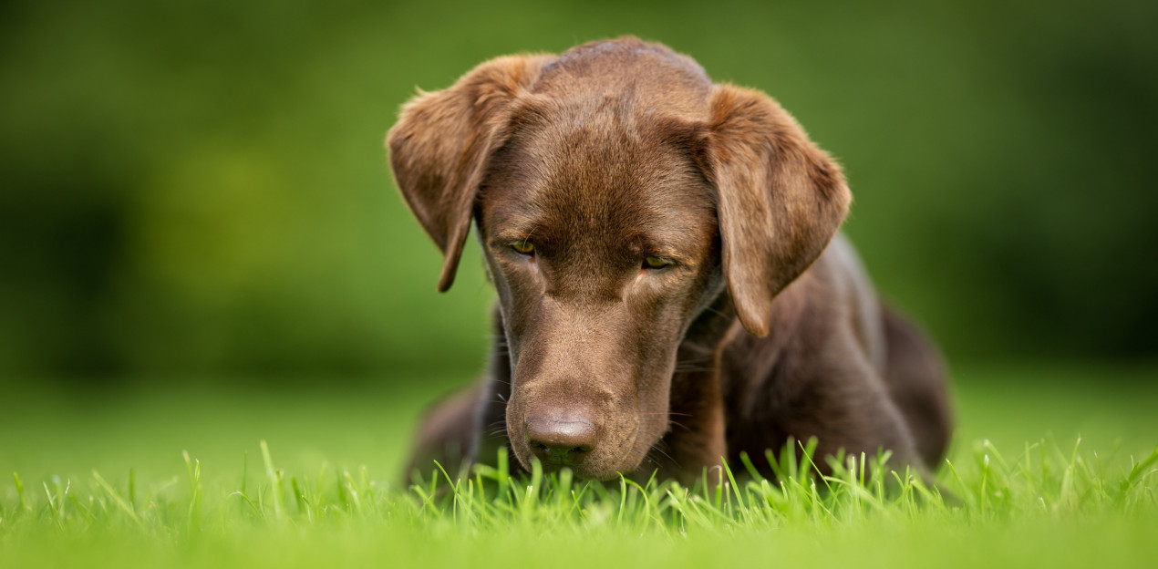 Dog ate vitamin store b