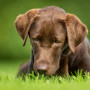 Is rat poison harmful to dogs? A brown dog lies on vibrant green grass, intently sniffing the ground in an outdoor setting with a blurred green background.