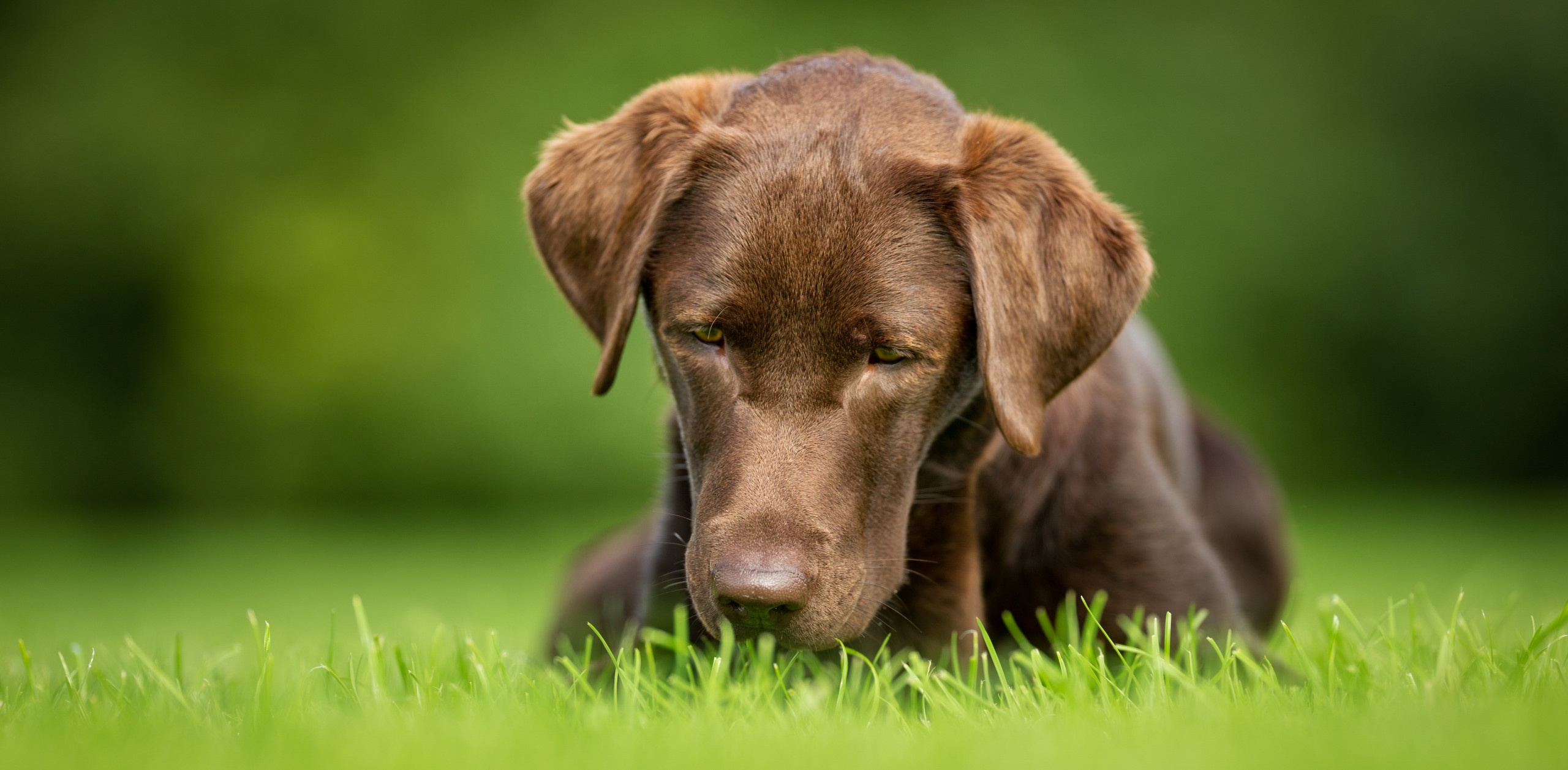 3 Common Household Items That Could Be Lethal to Your Dog