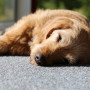 Gastroenteritis in dogs A brown dog sleeps peacefully on a sunlit gray carpet, with natural light streaming through a nearby window.