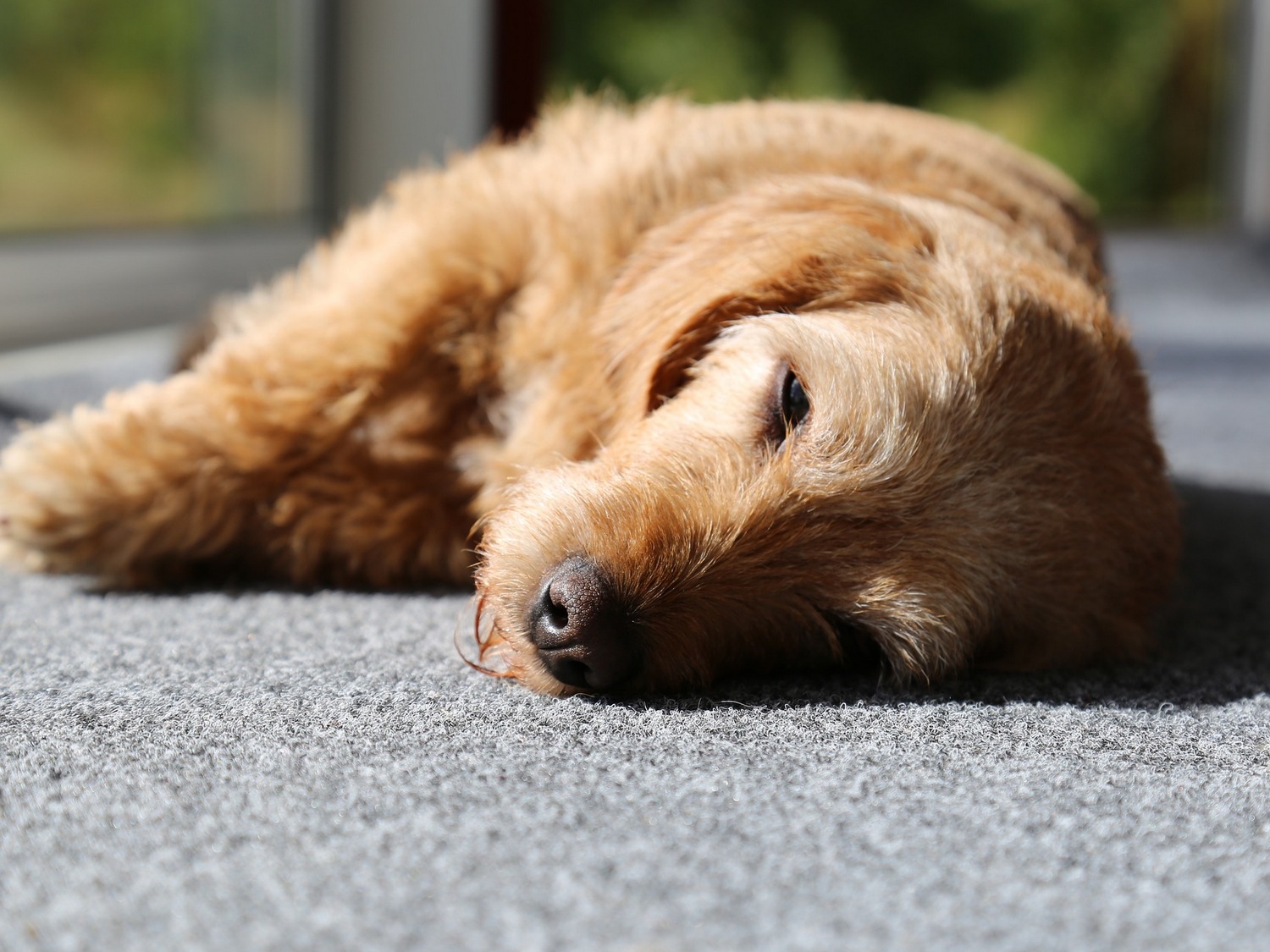 A Guide To Rat Poisoning In Dogs Symptoms And Treatment