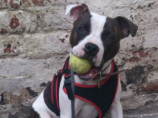 Karma back to full health A dog wearing a black and red harness holds a green tennis ball in its mouth, sitting against a textured, weathered brick wall.