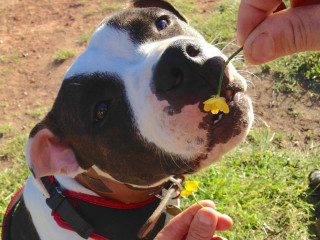 Dog nearly dies after wine bottle cork lodged in intestine