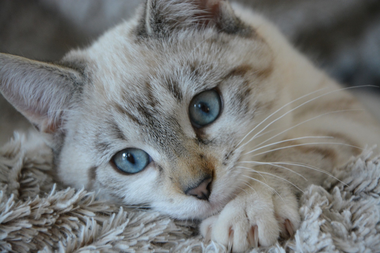 Life expectancy for domestic sales cats