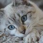 How long do cats live? A blue-eyed cat rests its head and paw on a soft, textured blanket, gazing directly into the camera in a cozy indoor setting.