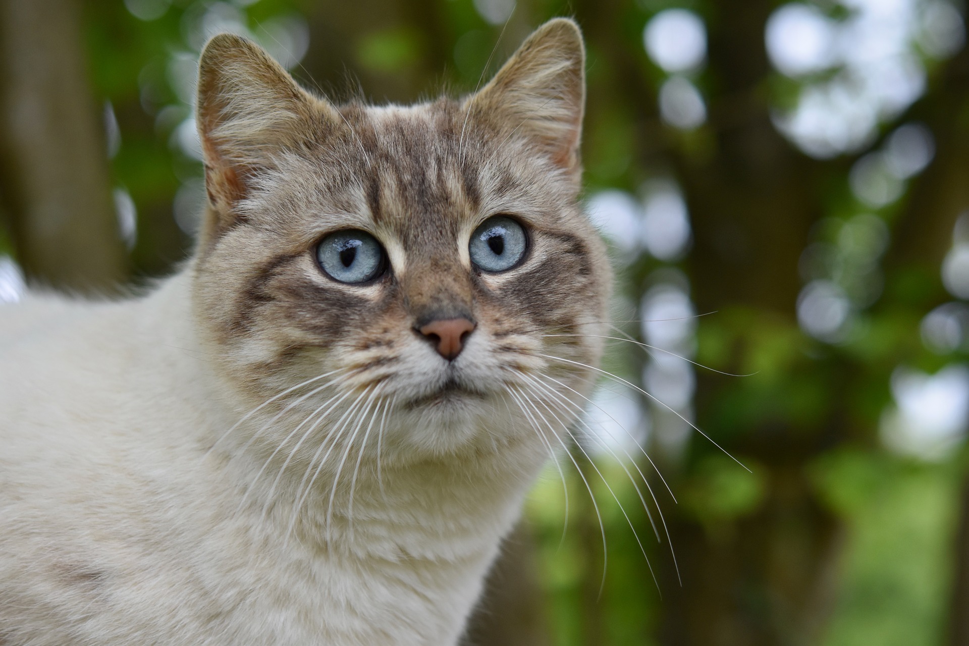 How long do cats live? Average lifespan and how to keep pets healthy.