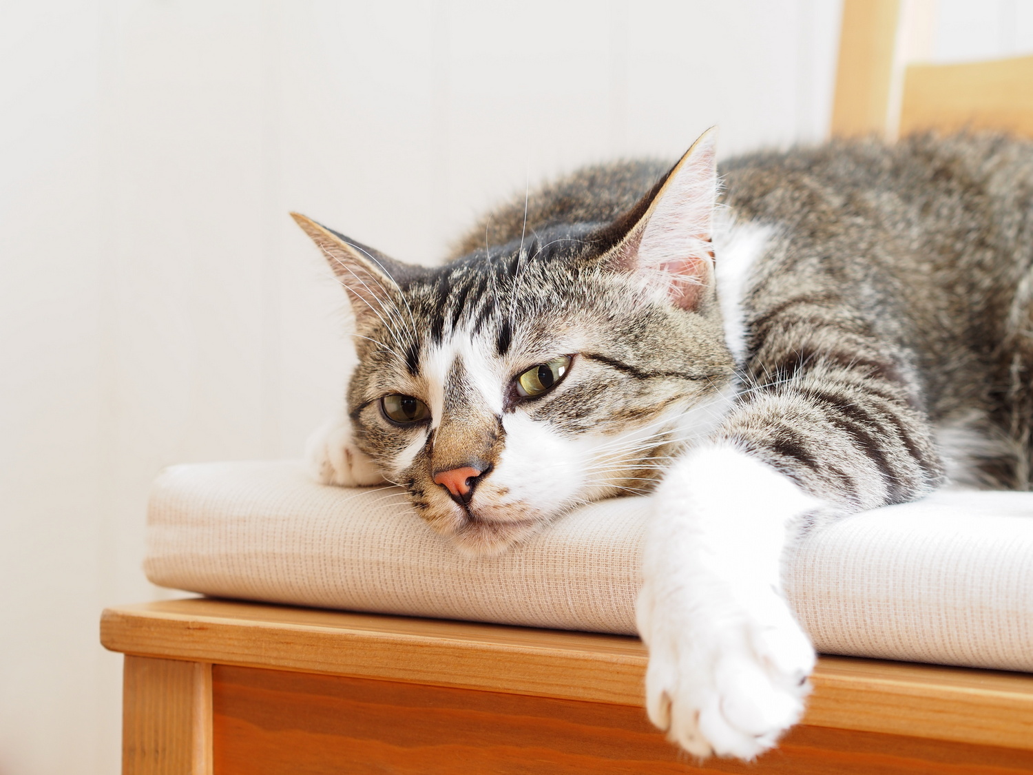 Kidney disease in cats A tabby cat lies sprawled leisurely on a cushioned wooden bench in a sunlit room, appearing relaxed and content.