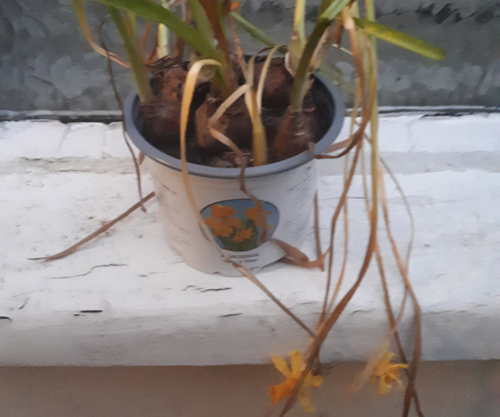 Vets warn that daffodils can be toxic to pets, including cats