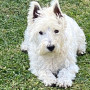 Baxter the dog A small, fluffy white dog with upright ears lies on its stomach in a lush, green grassy area, gazing forward.