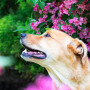 A golden dog looks upward, mouth open, amidst vibrant pink flowers and lush greenery, creating a serene, nature-filled scene.