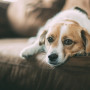 Why is my dog coughing? A small, brown and white dog rests its head on a brown couch, looking relaxed and content in a cozy indoor setting.