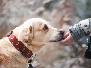 A Labrador Retriever wearing a polka dot collar nuzzles the gloved hand of a person in a winter coat, set against a blurred outdoor background.
