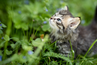 A fluffy kitten looks up inquisitively while sitting amidst lush green grass and small blue flowers in a garden setting.
