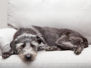 A scruffy gray dog sleeps peacefully, sprawled across a light-colored couch in a calm, indoor setting.
