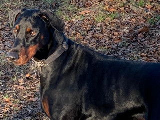 Maggie the scavenging doberman A Doberman dog stands alert, gazing forward, in an outdoor setting with grass and fallen leaves on the ground.