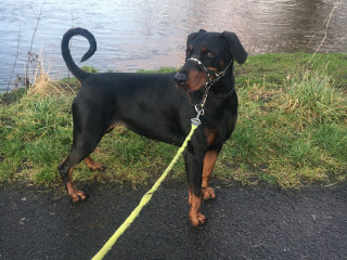 Maggie the scaveneging doberman A black and tan dog stands on a leash by a riverbank, surrounded by grass and a paved path. The water is calm and reflects the sky.