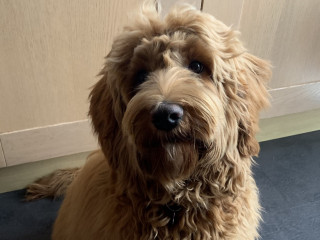 Image of Maisie the labradoodle for Vets Now article on dog grooming injury