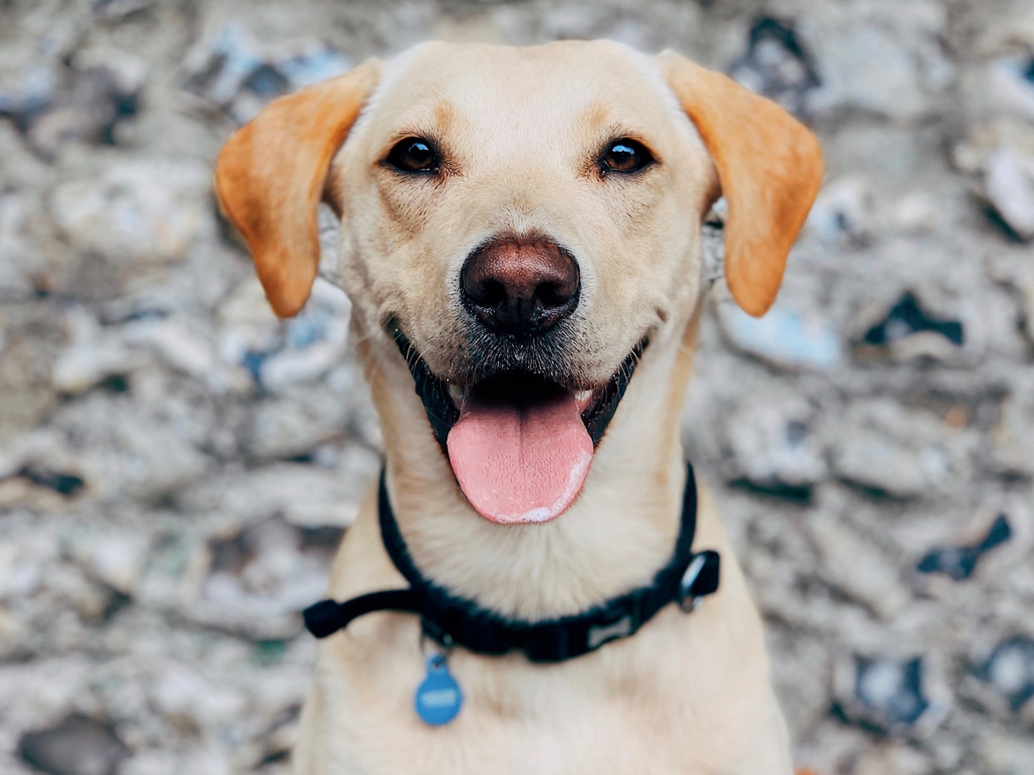 Do Raisins Kill Dogs